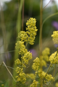 Gulmåra, Galium verum