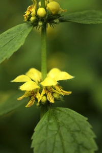 Gulplister, Lamium galeobdolon