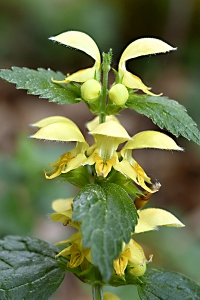 Gulplister, Lamium galeobdolon