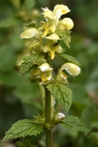 Gulplister, Lamium galeobdolon