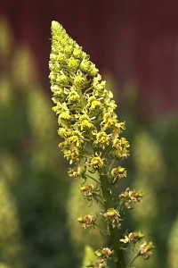 Gulreseda, Reseda lutea