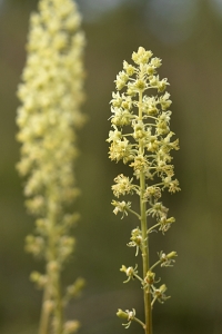 Gulreseda, Reseda lutea