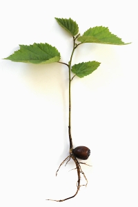 Hassel, Corylus avellana