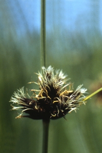 Havssäv, Schoenoplectus maritimus