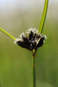 Havssäv, Schoenoplectus maritimus