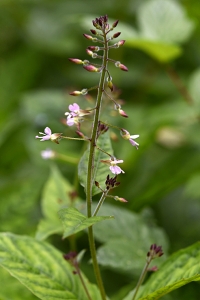 Stor häxört, Circaea lutetiana