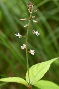 Stor häxört, Circaea lutetiana