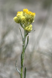 Hedblomster, Helichrysum arenarium