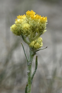 Hedblomster, Helichrysum arenarium