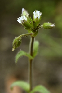 Hönsarv, Cerastium fontanum