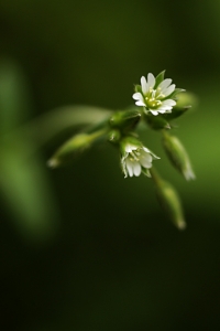 Hönsarv, Cerastium fontanum ssp. vulgare