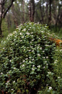 Hönsbär, Cornus suecica