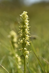 Honungsblomster, Herminium monorchis