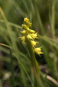 Honungsblomster, Herminium monorchis