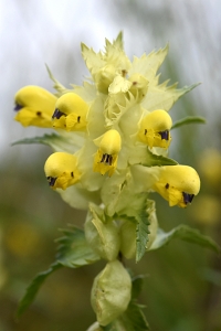 Höstskallra, Rhinanthus angustifolius ssp. angustifolius