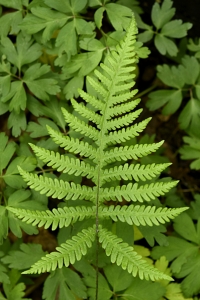 Hultbräken, Phegopteris connectilis