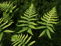 Hultbräken, Phegopteris connectilis
