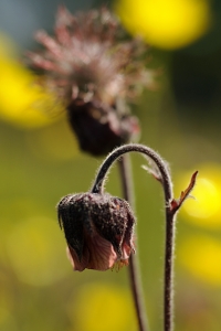 Humleblomster, Geum rivale