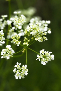 Hundkex, Anthriscus sylvestris
