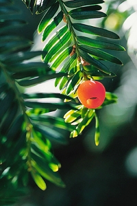 Idegran, Taxus baccata