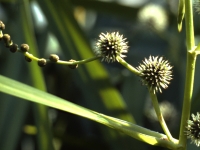 Storigelknopp, Sparganium erectum, igelknopp