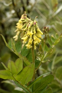 Isvedel, Astragalus frigidus, vedel