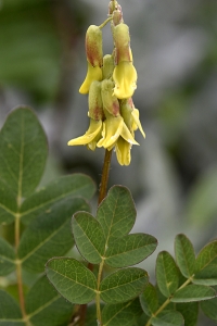 Isvedel, Astragalus frigidus