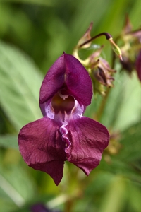 Jättebalsamin, Impatiens glandulifera