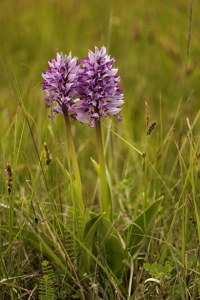 Johannesnycklar, Orchis militaris