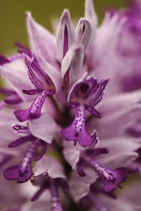 Johannesnycklar, Orchis militaris