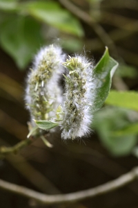 Jolster, Salix pentandra