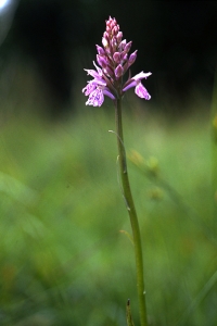 Jungfru Marie nycklar, Dactylorhiza maculata ssp. maculata, fläcknycklar