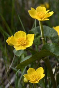 Kabbleka, Caltha palustris