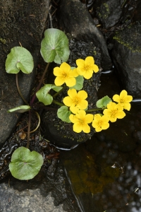 Kabbleka, Caltha palustris