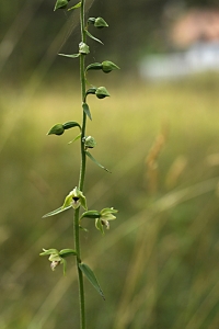 Kal knipprot, Epipactis phyllanthes