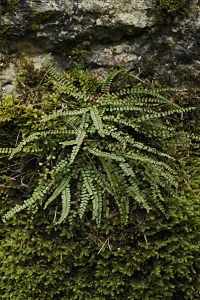 Kalksvartbräken, Asplenium trichomanes ssp. quadrivalens