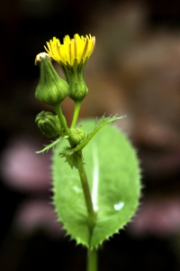 Kålmolke, Sonchus oleraceus