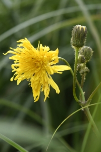 Strandmolke, Sonchus palustris