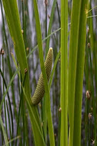 Kalmus, Acorus calamus