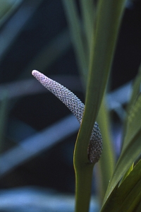 Kalmus, Acorus calamus
