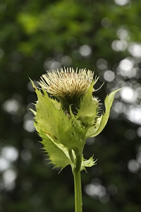 Kåltistel, Cirsium oleraceum
