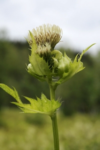 Kåltistel, Cirsium oleraceum