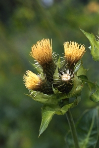 Kåltistel, Cirsium oleraceum