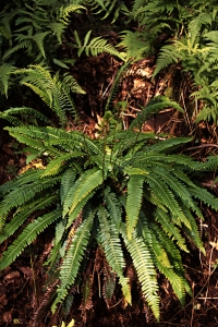 Kambräken, Blechnum spicant