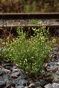 Kanadabinka, Conyza canadensis