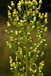 Kanadabinka, Conyza canadensis, binka, binkor, ogräsbinkor