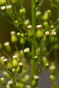 Kanadabinka, Conyza canadensis, binka, binkor, ogräsbinkor
