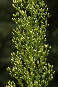 Kanadabinka, Conyza canadensis, binka, binkor, ogräsbinkor