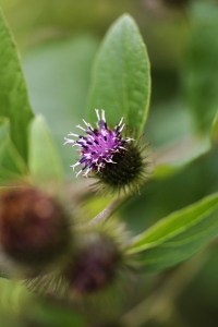 Liten kardborre, Arctium minus