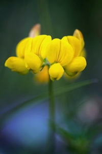 Käringtand, Lotus corniculatus